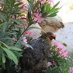 Hidayetin Yeri 3* Selimiye (Aegean)