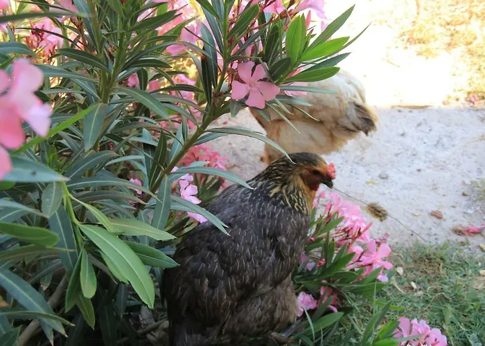 Hidayetin Yeri 3* السليمية